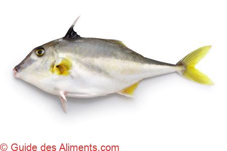 poisson tr&eacute;pied &agrave; nez court , ou poisson-cheval argent&eacute; (Triacanthus biaculeatus)