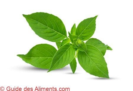 Basilic citron (Ocimum basilicum citriodorum)