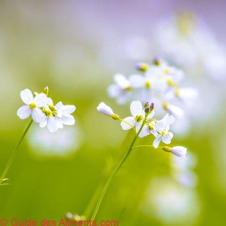 Cardamine pratensis