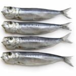 Iwashi marubosi (sardines japonaises semi-séchées)