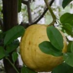 Lipo - Limone Imperial