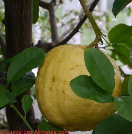 Lipo - Limone Imperial