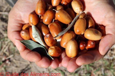 Olives de Bohême