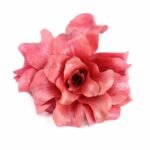 Radicchio Rose de Gorizia