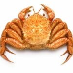 Erimacrus isenbeckii