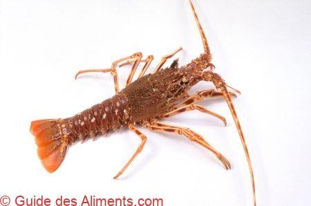 Langouste brune