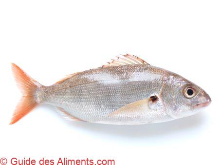 Pageot acarn&eacute; ou bogue ravel