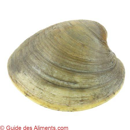 Palourde américaine