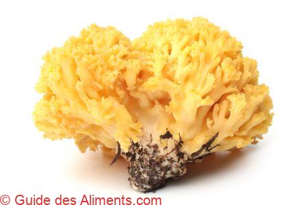 Ramaria flava