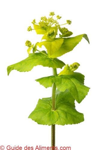 Smyrnium perfoliatum