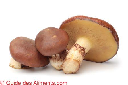 Suillus luteus