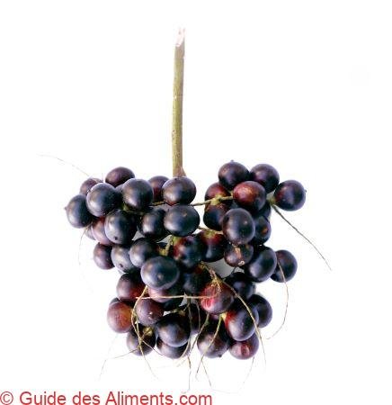corozo - Bactris guineensis