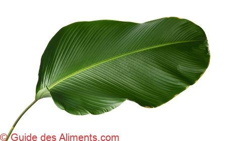 feuille de Cachibou (Calathea lutea)