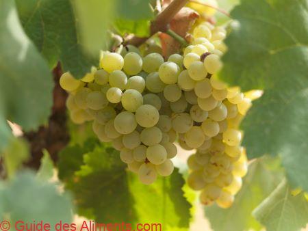 grenache blanc