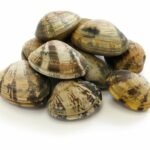 palourde asari japonaise