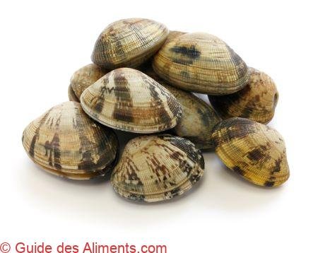 palourde asari japonaise