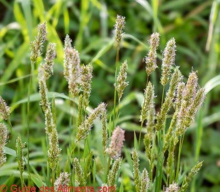 Anthoxanthum odoratum
