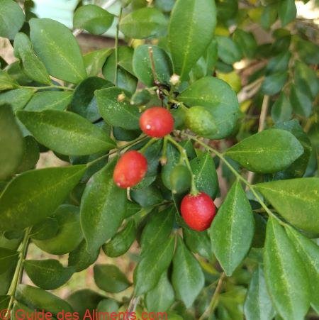 Australian Beach Cherry