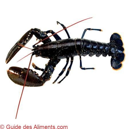 Homard breton