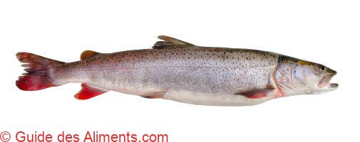 Huchon (Hucho hucho) ou saumon du Danube