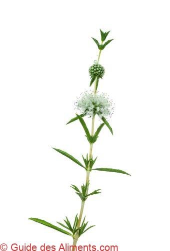 Mentha cervina