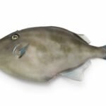 Thamnaconus modestus