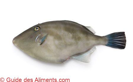 Thamnaconus modestus