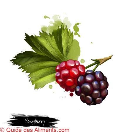 Youngberry