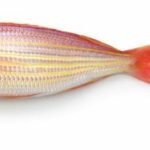 brème filante dorée ou la brème filiforme à lèvres jaunes