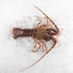 langouste rouge ou langouste commune, Palinurus elephas