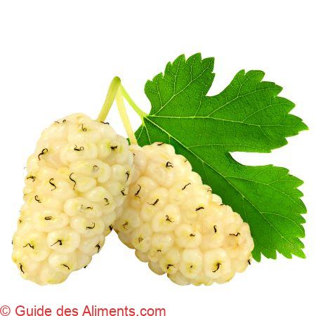mûre blanche - Morus alba