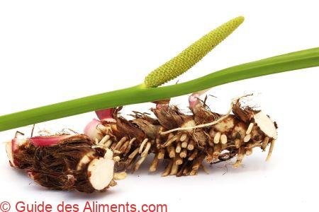 Acorus calamus