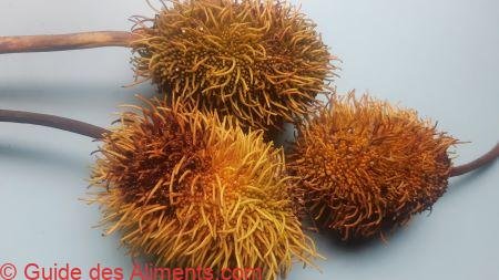 Artocarpus elasticus