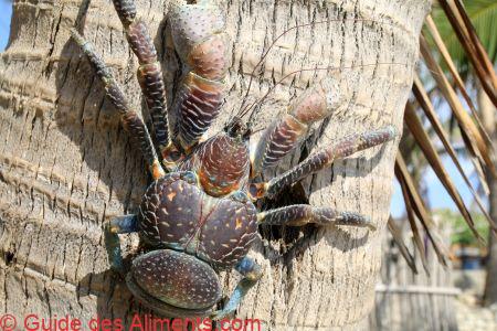 Crabe de cocotier (Birgus latro)