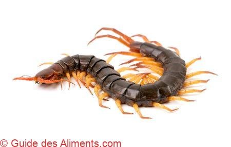 mille-pattes
