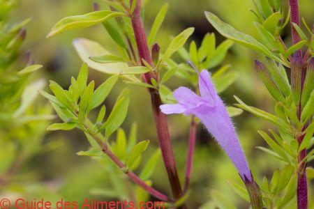 Poliomentha longiflora