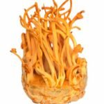 Cordyceps militaris