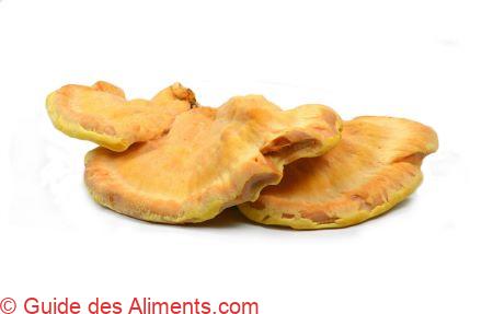 Laetiporus sulphureus