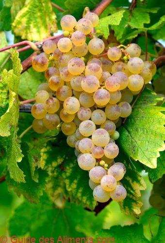 Muscat Ottonel