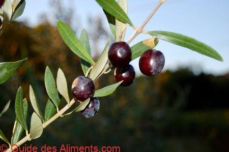 Olive noire de Nyons