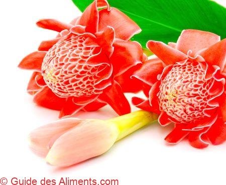 Rose de porcelaine