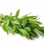 Silène enflé, Silène commun ou Claquet (Silene vulgaris)