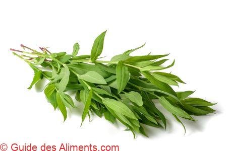 Silène enflé, Silène commun ou Claquet (Silene vulgaris)
