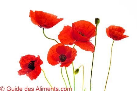 coquelicot (Papaver rhoeas)