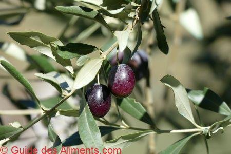 olive Tanche