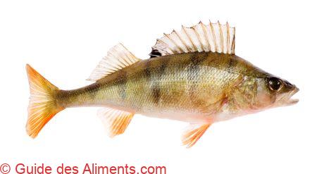 perche (Perca fluviatilis)
