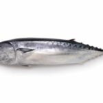 thon bonitou ( Auxis rochei )