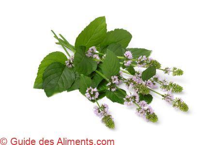 Mentha aquatica