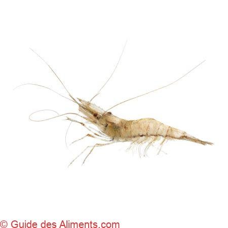 Palaemon longirostris