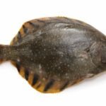 flet barfin (Verasper moseri)